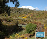 Dancing Star Foundation Adds Biodiversity Conservation Programs in New Zealand